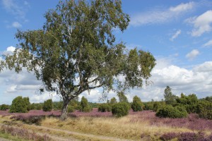 Lüneburger Heide nah